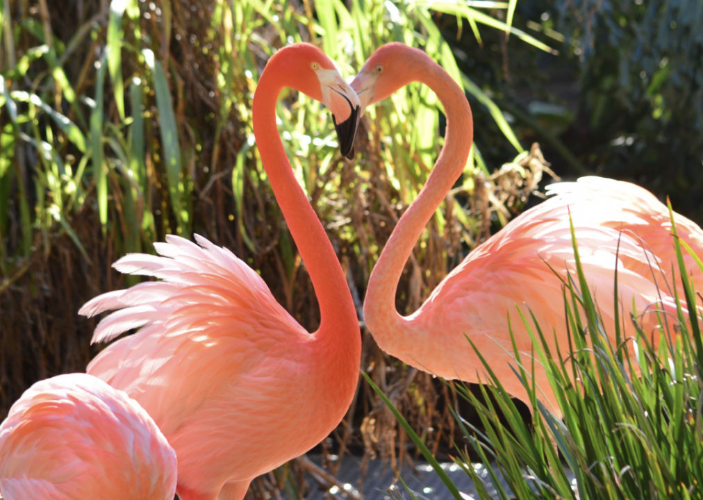 Flamingos